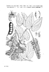 中國植物志原版墨線圖