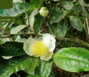 尖萼瘤果茶 尖萼瘤果茶