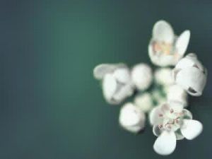 美感心理 美感心理