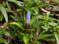 蓮座葉龍膽 蓮座葉龍膽