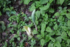 毛榕葉冬青 毛榕葉冬青