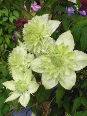 川藏鐵線蓮 川藏鐵線蓮