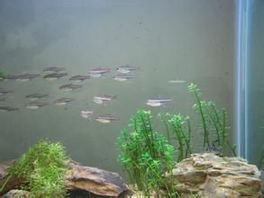 雙管燈魚 雙管燈魚