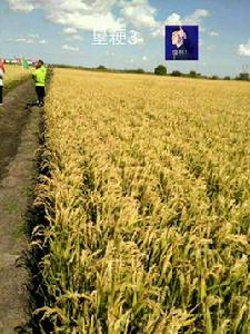 墾粳3號 墾粳3號