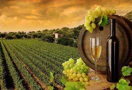 昌黎葡萄酒 昌黎葡萄酒