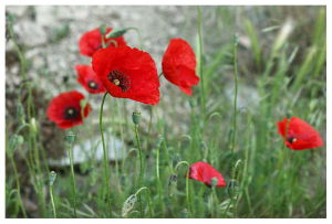 阿爾卑斯罌粟 阿爾卑斯罌粟