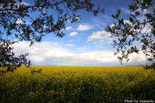 門源油菜花小景