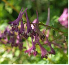 石棉紫堇 石棉紫堇