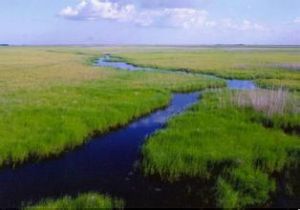 大亮子河國家森林公園撫遠口岸 大亮子河國家森林公園撫遠口岸