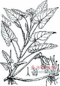 解毒草[用來解毒的藥草]