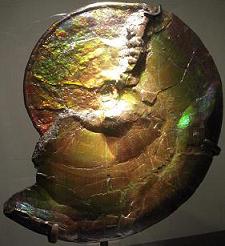 虹色的菊石目化石