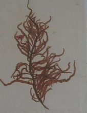 劍葉蜈蚣藻