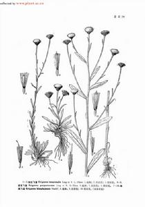 紫莖飛蓬 紫莖飛蓬