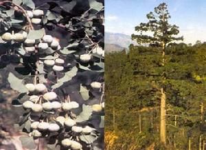 台灣杉屬 台灣杉屬