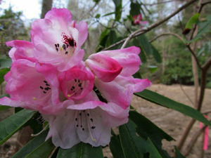 麻花杜鵑 麻花杜鵑