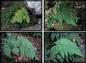 滇緬魚鱗蕨 滇緬魚鱗蕨