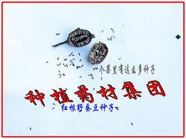 紅根野蠶豆 紅根野蠶豆