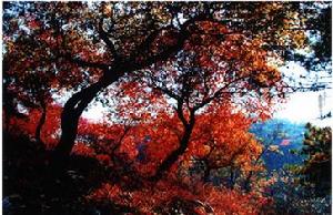 黃松峪國家級森林公園