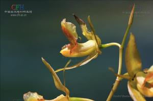 疣鞘貝母蘭 疣鞘貝母蘭