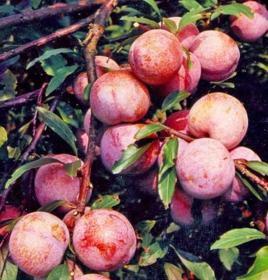 麒麟三華李 麒麟三華李