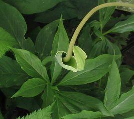 掌葉半夏[掌葉半夏]