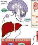生長激素缺乏症 生長激素缺乏症
