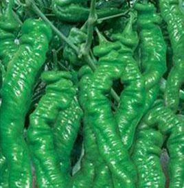 超前大椒 超前大椒