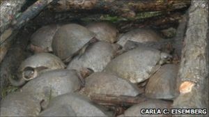 豬鼻海龜