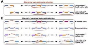 可變剪下 可變剪下