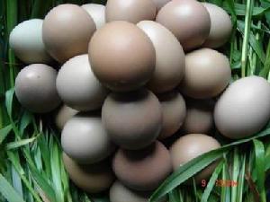 野雞蛋