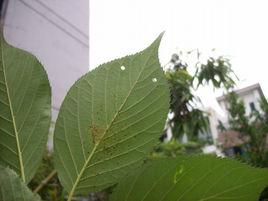 櫻花褐斑病 櫻花褐斑病