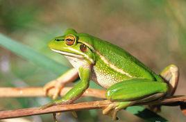 綠紋樹蛙 綠紋樹蛙