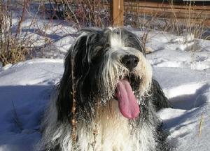 古代長須牧羊犬