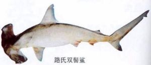 小眼星鯊 小眼星鯊