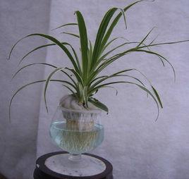 吊蘭的栽培 吊蘭的栽培