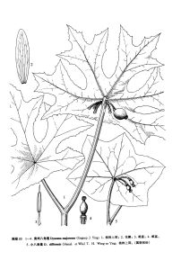 小八角蓮 小八角蓮
