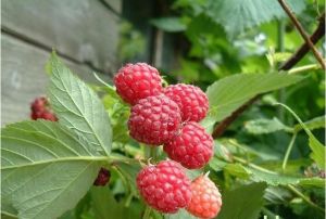 紫色懸鉤子 紫色懸鉤子