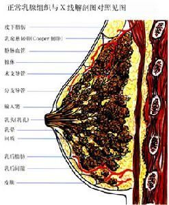 乳腺疾病 乳腺疾病