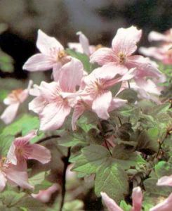 晚花繡球藤 晚花繡球藤