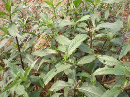 白花蟛蜞草 白花蟛蜞草