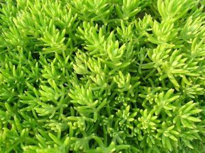 臥莖景天 臥莖景天