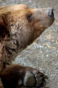 （圖）《熊的故事》