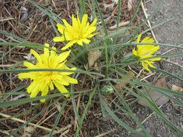 東北鴉蔥 東北鴉蔥