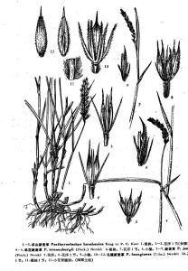 單花新麥草 單花新麥草