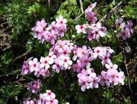 折梗點地梅 折梗點地梅