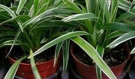 室內觀葉植物 室內觀葉植物