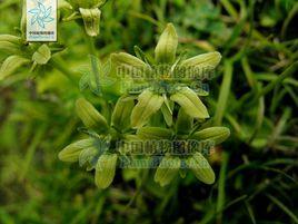 梅花草屬 梅花草屬