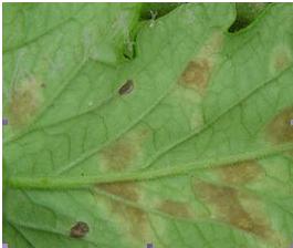 絲瓜葉霉病 絲瓜葉霉病