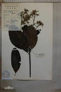 金雞納樹屬 金雞納樹屬