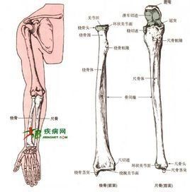 橈骨
